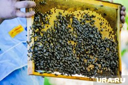 Челябинские ученые предложили использовать бактерии из желудков пчел для производства йогурта 
